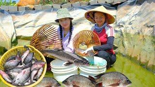 Harvesting FISH & Goes To Market Sell - Cooking, Farm, Gardening, Daily life | Tieu Lien