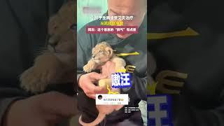 小狮子生病接受艾灸治疗，从抗拒到享受，网友：这个崽崽的“狮气”有点重 #趣闻 #可愛 | China Origin 中国新视界