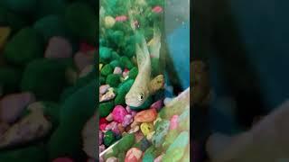 POV: You have new fish #fish  #pets