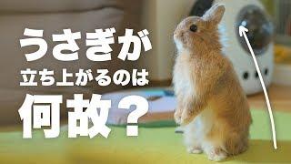The meaning of the gesture to be made of the rabbit?.No.43