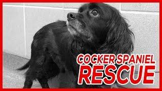 Cocker Spaniel Rescue | Victor And Carolina
