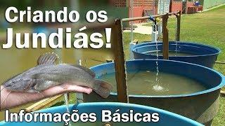 Criando PEIXES em caixa d'agua! JUNDIÁ