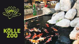 Großer Indoor Japan Koi Teich Heilbronn | KÖLLE ZOO