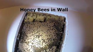 Honeybees in a Wall |  Opening the Wall to Remove Bees & Hive