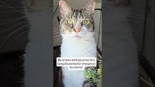 Would this give you anxiety?  #cats #catfluencer #funnycat #surprisedcat