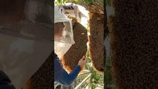 25 Ft High & Pure Magic  Pure Honeycomb Art