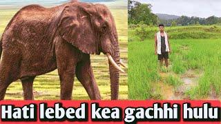 Hati ko lebed kea gachhi hulu #daily vlog #Elephants destroy Paddy crop #Lembho murmu official