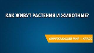 Как живут растения и животные?