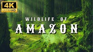 Amazon 4K Wildlife - Creatures Inhabiting the Jungle | Amazon Rainforest | Relaxation Film