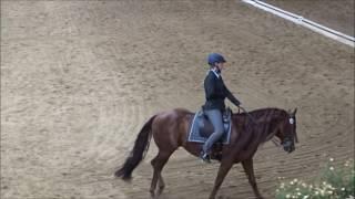 Westernpferd in der Klasse S der Working Equitation