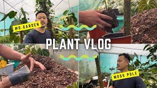 Moss pole||climbing plants||poly pot varna tarika||@ajvlog4128