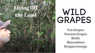 Fox GRAPES - Muscadines - Scuppernongs ~~ Living Off the Land