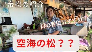 【盆栽】当園の皇帝松を紹介・説明します！