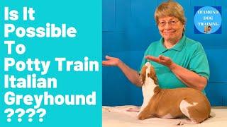 How To Potty Train Italian Greyhound Difficult BUT Not Impossible