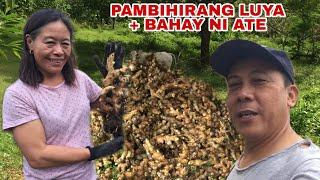 PAMBIHIRANG LUYA: 17KLS TO 305KLS NA HARVEST! | Biyaherong Batangueno