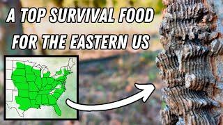 This Layered Bark Indicates a Life-Saving Food Source