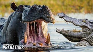 How Crocodiles and Hippos Survive and Co-Exist | Wildlife Icons 206+204