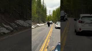 Bison being escorted by a tourist? #wildlife #yellowstone #YouTubeHighFive @youtubecreators