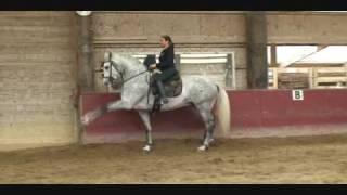 Xiomaro BR Andalusian, Pure Spanish Horse, Alta Escuela High S