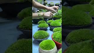 Moss Bonsai  Moss Micro Landscape bonsai art苔藓微景观《nana》 works welcome to subscribe #shorts