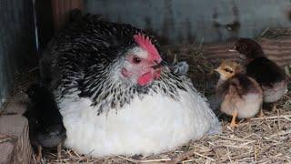 This Chicken Hatched HOW Many Chicks??  It's A Homestead Animal Update!!