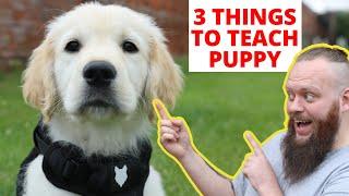 THE MOST IMPORTANT 3 THINGS TO TEACH YOUR PUPPY