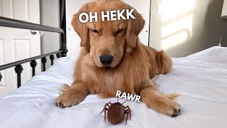 My Dog Reacts to Giant Cockroach