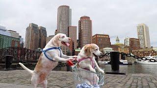 Dog Takes Dog to Vote in Shopping Cart: Funny Dogs Maymo & Penny Shopping Cart Voting Adventure