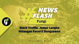 Black Truffle, Jamur Langka Hidangan Favorit Bangsawan