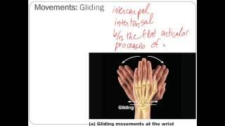 Chapter 8   Lecture B Synovial Joints Types of Movement