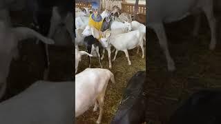 Чесалка для коз. Козья ферма. Экскурсии в Подмосковье. #shorts
