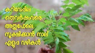 How to store curry leaves for long time || കറിവേപ്പില സൂക്ഷിക്കാൻ നാല് എളുപ്പ വഴികൾ