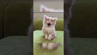 cats in blender | cat  videos #2023 #viral #shorts #cat