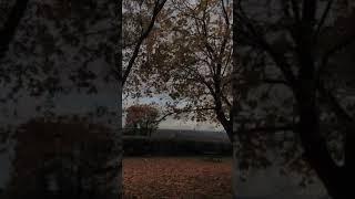 Let me go like the autumnal breeze #viral #explore #love #sad