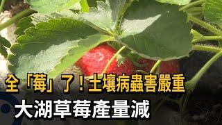 「莓」煩惱！今年太熱「病蟲害嚴重」 大湖草莓產量減－民視新聞