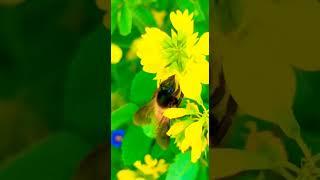 #bee #beehoney #honeybee #nature #bird #lovebird harvesting honey