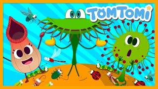 Carnivorous Plants | Flytrap | Nepenthes | Funny song | TOMTOMI Songs for Kids