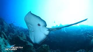 Perth Scuba dive holiday to Sipadan Island in Borneo Malaysia