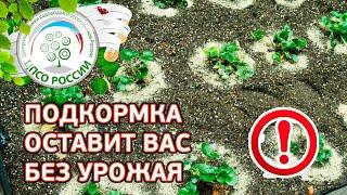 Такая подкормка клубники оставит вас без ягод. Как подкармливать землянику.