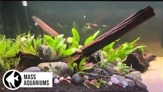 EASY AQUARIUM PLANTS (Simplistic River Bottom Aquarium)