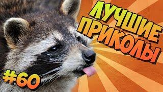 Best Free Comedy Funny Raccoon # 60