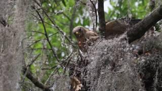 Mother Red-Shouldered Hawk feeding her baby - Circle B Bar Reserve - 4/24/17