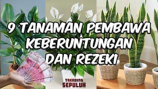 9 Tanaman Pembawa Keberuntungan Dan Rezeki | Dijamin manjur dan dapat mengusir energi negatif....??!