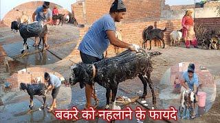 सर्दी में बकरे को कब और कैसे नेहलाना चाहिए ll Benefits of bathing goat ll #Fayeemvlogs