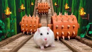 Hamster in the Roman Maze ️ The Ultimate Challenges Hamsterious