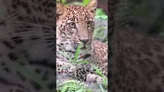 Leopard close up #leopardcloseup #leopard #wildlife #wild #adventurewildlife #youtubeshorts #shorts