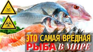 Самая Вредная Рыба в Мире | Самая Опасная для Здоровья Рыба