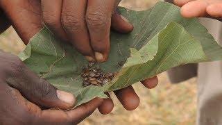 Managing cattle ticks (Summary)