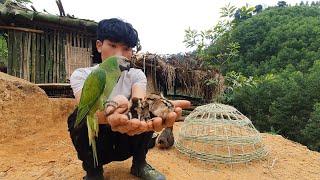 Baby Jungle Chicken Has Hatched, Building Life, Episode 71