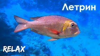 ЛЕТРИН в Красном море // LETHRINIDAE in the Red Sea (Relax)